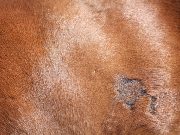 Pferd Dermatologie