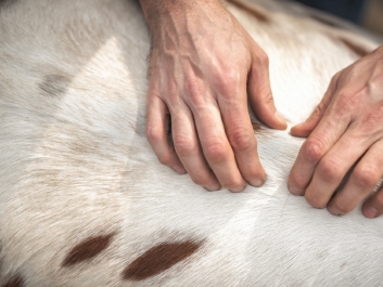 Physiotherapy Horse